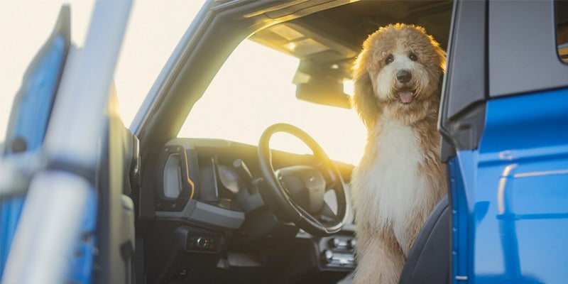 A dog sitting in the open cabin of a Ford Bronco
